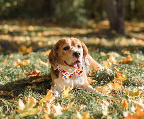Vista 2 de Tunkoo Collar de otoño para perro con elegante pajarita, duradero, ajustable y elegante collar de otoño para mascotas, disponible en tamaño pequeño