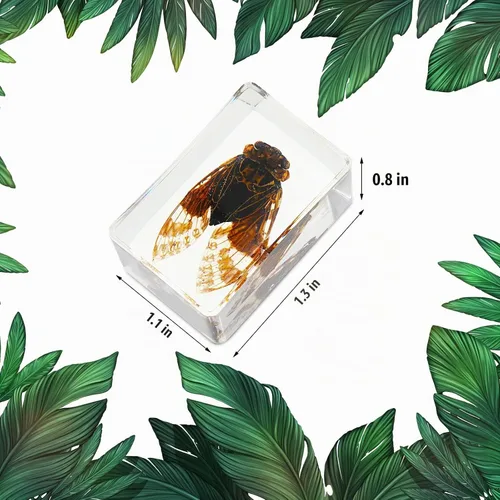 Vista 5 de 12 piezas de especímenes de insectos para niños, kit de colección