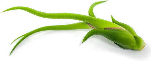 Vista 11 de Tillandsia Plantas de aire vivas de interior (paquete de 100), plantas de aire, recuerdos de fiesta a granel o recuerdos de boda, plantas vivas