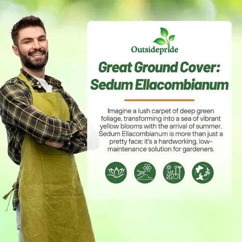 Vista 5 de Outsidepride Ellacombianum Sedum Seeds - 1000 semillas perennes de cobertura del suelo para plantar, plantas suculentas resistentes al frío