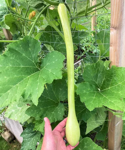 Vista 5 de TomorrowSeeds - Semillas de calabaza Tromboncino - Más de 30 unidades - para plantar 2026 Zuchetta Rampicante Trombetta Tromboncino Calabacín