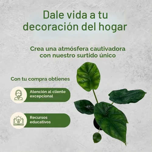Vista 6 de BubbleBlooms Surtido de Alocasia rara, juego de 4 unidades, 2 pulgadas, Jewel, Jacklyn, Cuprea Pixie Plantas