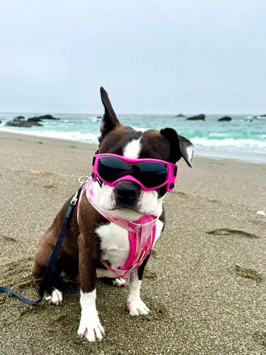 Vista 7 de Gafas de protección UV para perros pequeños y medianos, impermeables, resistentes al viento, para senderismo, ciclismo al aire libre (rosa)