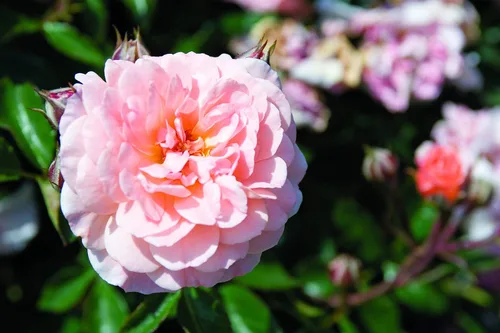 Vista 3 de Drift Roses - Rosa Apricot Drift (Rosa), flores de albaricoque dobles, #2 - Contenedor