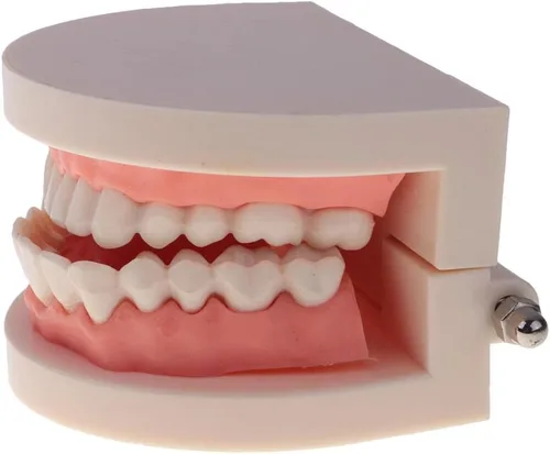 Vista 5 de Modelo de dientes de boca humana 1:1 con cepillo de dientes Cuidado de dientes Enseñanza Escuela Aprendizaje Ayuda Oficina Ornamento