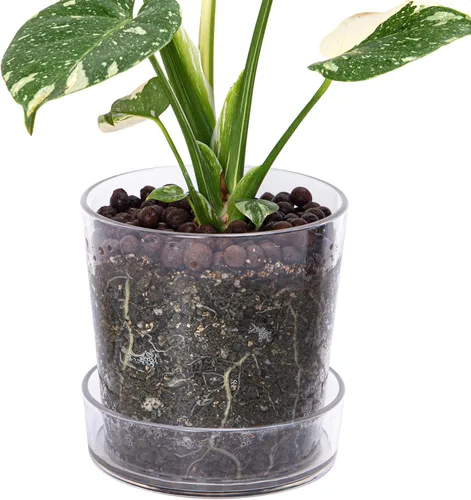 Vista 10 de Maceta Phoenix Vine de 3.5 pulgadas de acrílico transparente con bandeja, maceta para orquídeas con agujeros de drenaje, platillo profundo