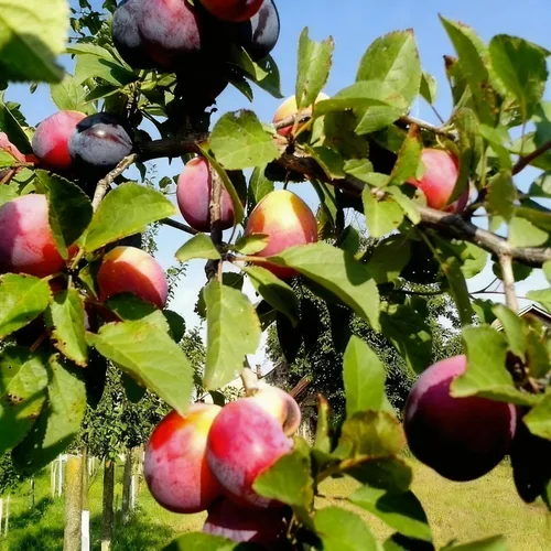 Vista 4 de 10 semillas Prunus Domestica para plantar, semillas de árbol frutal de ciruelo perenne, semillas de árboles frutales sin OMG para el jardín