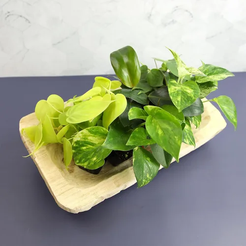 Vista 13 de Plants for Pets - Abundantes Pothos y Filodendro (paquete de 6), planta viva de Pothos para decoración, plantas de oficina, plantas reales, planta