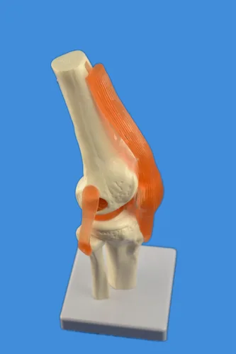 Vista 4 de Wellden Producto Modelo anatómico de articulación de rodilla humana, con ligamentos, funcional, tamaño real