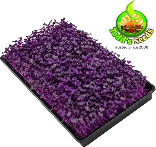 Vista 9 de Todd's Seeds Semillas de germinación de rábano Rambo, 1 libra, sin OMG Llamativos brotes rojos/morados. Listo en 5 días. Alto en vitaminas