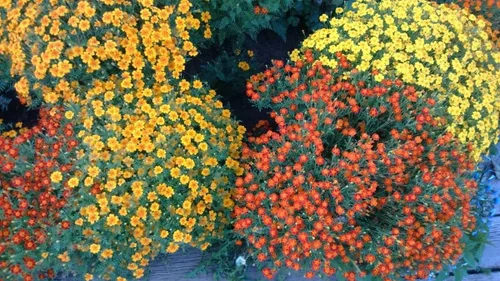 Vista 8 de Seeds4planting - Caléndulas Mezcla Mexicana Tagetes Flores Anuales Sin OGM