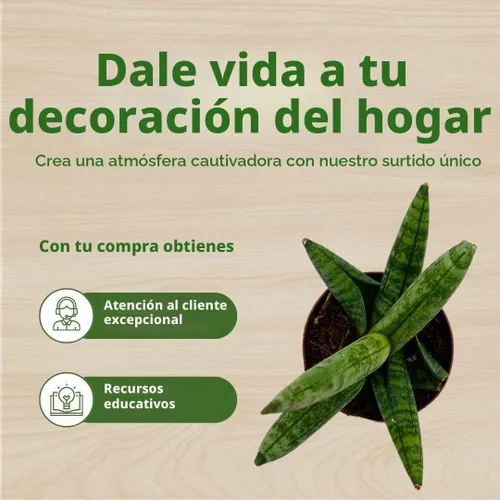 Vista 6 de BubbleBlooms Sansevieria Estrella de mar Boncel Cylindrica 2 pulgadas