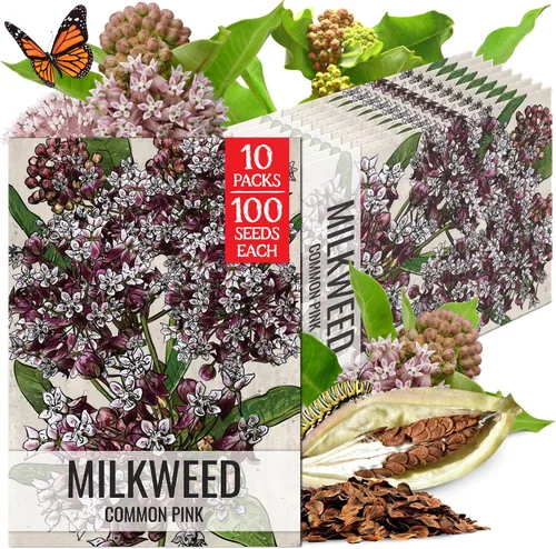 Vista 31 de Seed Needs Semillas de algodoncillo de mariposa naranja para mariposas monarca, 1 paquete