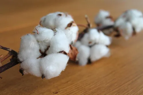 Vista 4 de Semillas de algodón, 30 semillas de algodón americano para plantar, gossypium hirsutum, orgánicas y sin OMG, semillas de algodón blanco puro