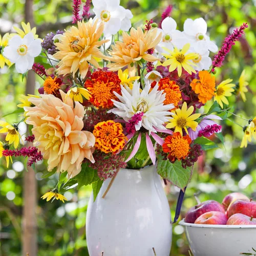 Vista 7 de Garden State Bulb - Bombillas de flores de dalia multicolor para siembra de primavera (bolsa de 4)
