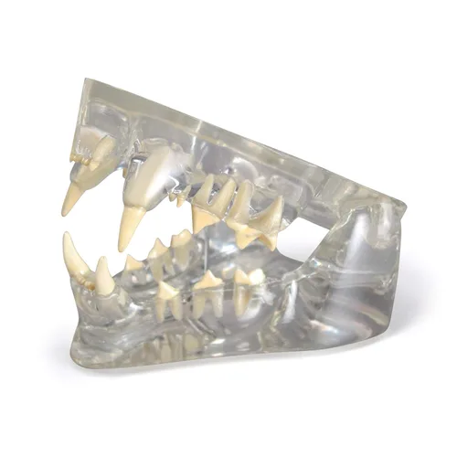 Vista 9 de GPI Anatomicals Modelo de mandíbula canina con dientes para anatomía canina