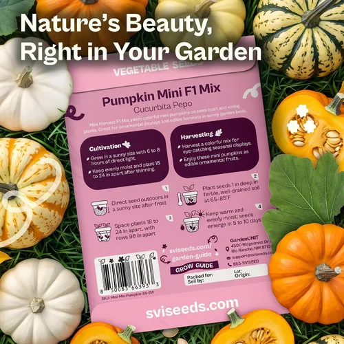 Vista 2 de SVI 35 Mezcla Mini Calabaza Heirloom Otoño Semillas Vegetales Cucurbita
