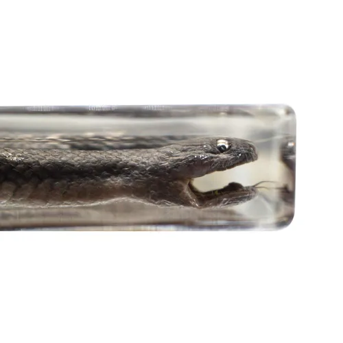 Vista 5 de Pisapapeles de serpiente espécimen para pisapapapeles de educación científica para libro para oficina para escritorio