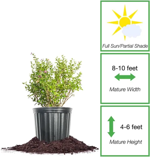 Vista 2 de Perfect Plants Goji Berry Bush en maceta de cultivo de 1 galón Delicioso Wolfberry para plantar al aire libre Frutas frescas empaquetadas