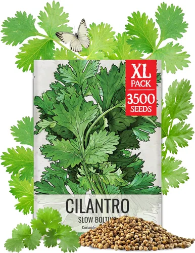 Vista 10 de Seed Needs Semillas de albahaca para plantar hierbas de albahaca tailandesa, reliquia sin OMG y sin tratar, cultiva un jardín de hierbas culinarias
