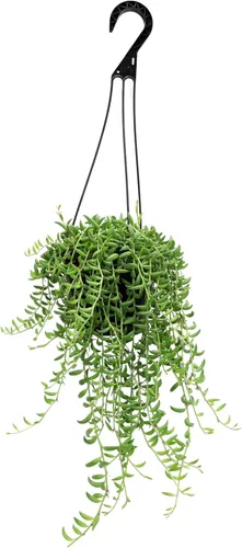 Vista 8 de Plantas para Mascotas - Suculentas de Orejas de Elefante Trepadoras, Plantas Colgantes Vivas, Plantas Suculentas para el Hogar, Maceta Colgante