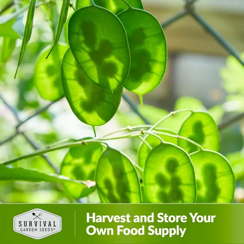 Vista 5 de Survival Garden Seeds Semillas de plantas de dinero para plantar, 1 paquete con instrucciones para cultivar Lunaria Annua en el jardín de tu casa