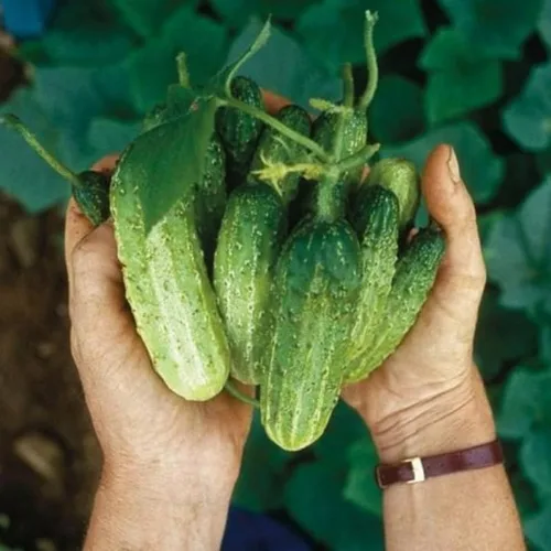 Vista 3 de Juego de 2 plantas de pepino vivo para plantar, plantas de pepino verde vivas para plantar, plantas vegetales, maceta de 4 pulgadas