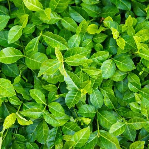 Vista 9 de Greenwood Nursery: Plantas vivas de cobertura del suelo - Bugleweed Blueberry Muffin + Ajuga Reptans - [Cantidad: 1x Maceta de Pinta]
