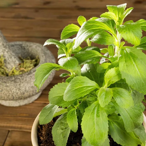 Vista 2 de Eden Brothers Semillas de Stevia - Sweetie Star