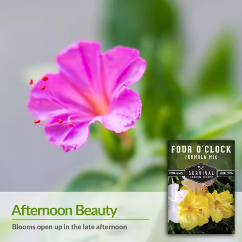 Vista 3 de 1 paquete de semillas de mezcla de fórmula de cuatro en punto para plantar con instrucciones para cultivar flores coloridas en tu hogar, vegetales