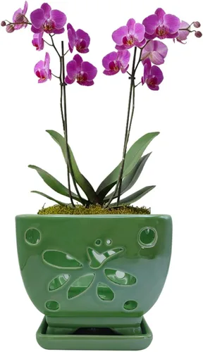 Vista 12 de Macetas de orquídeas con agujeros cuadrados de cerámica para orquídeas de Púrpura