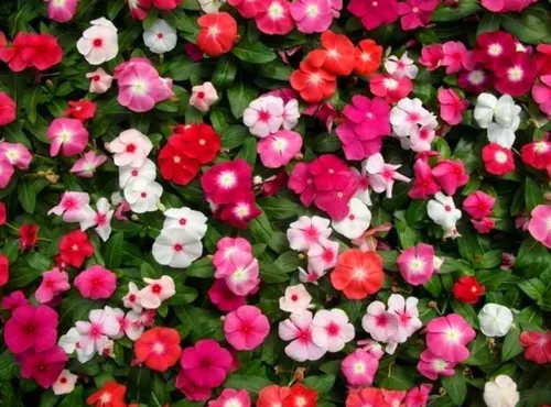 Vista 2 de 100 semillas de vinca de color mixto Minor Semillas de Periwinkle Semillas de flores tradicionales