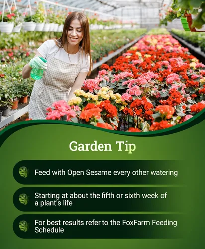 Vista 6 de FoxFarm Fertilizante soluble en agua de sésamo abierto para floración en etapa temprana - Fácil de mezclar, fertilizante alto en fósforo fórmula