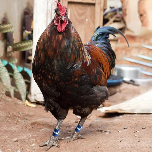 Vista 4 de Suministros para Gallos de Pelea Calzado para Pollos Accesorios de Gallos Suministros para Pollos Suministros para el Cuidado de Aves de Corral