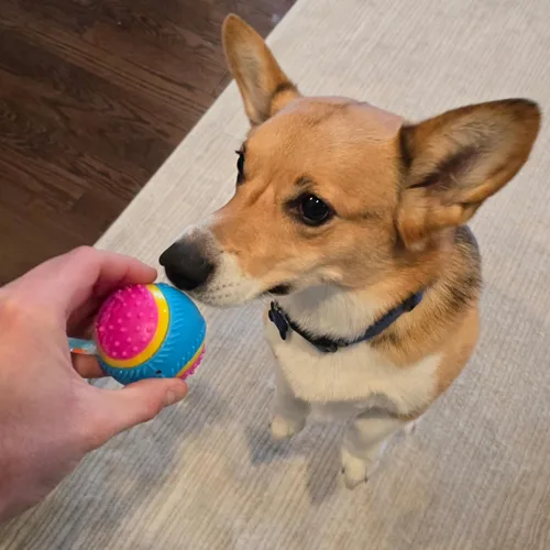 Vista 13 de Bola de juguete para perros Ethical Pets Sensory Ball, 2.5", Colores Variados