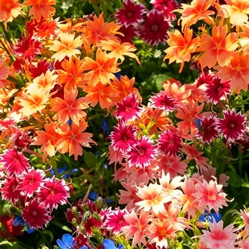 Vista 2 de Más de 1000 semillas mixtas de onagra perennes para plantar, semillas de Primula Malacoides fragantes, Primula Auricula Semillas de flor
