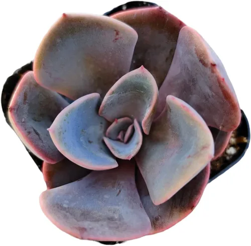 Vista 20 de Plantas de cactus suculentas vivas (2 pulgadas Opuntia Microdasy Golden Swirl Monstrose)