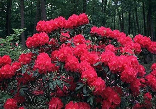 Vista 4 de (1) - Rododendro Rojo Nova Zembla - Planta de inicio (26.2 ft) (1 Planta Viva)
