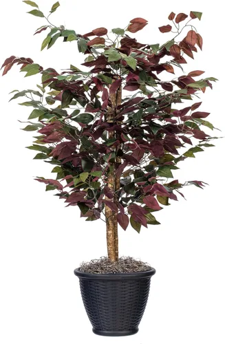 Vista 9 de Vickerman Arbusto artificial Capensia Ficus de 4', contenedor de plástico marrón.