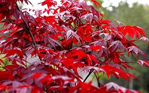Vista 7 de Planta viva de arce rojo japonés, árbol de 1 a 2 pies de alto en maceta de 3 pulgadas, arce rojo enano ornamental al aire libre para paisajismo