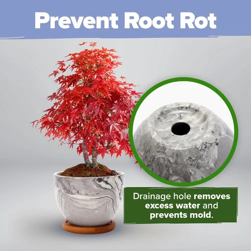 Vista 7 de HOME GROWN Kit de Árbol Bonsái – Juego Inicial Premium de Cerámica con 4 Variedades de Bonsái – Fácil Regalo de Jardinería Interior para Hombres