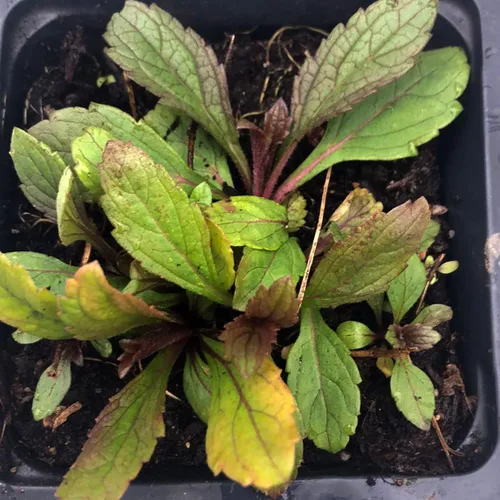 Vista 2 de Planta Verbena Azul (Verbena hastata) Maceta de 2.5 pulgadas