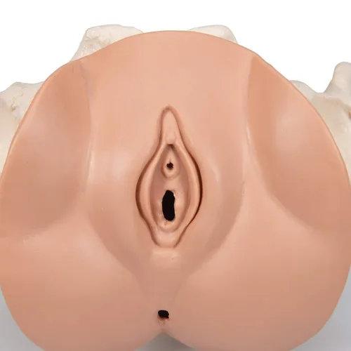 Vista 8 de 3B Scientific L31 3 Parte hembra Pelvis Esqueleto con modelo de los Órganos genitales, 13" x 10.2" x 7.1