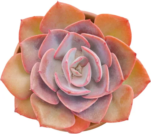 Vista 11 de Suculenta viva Sedum Adolphi 'Firestorm', 4 pulgadas, totalmente arraigada, fácil de cuidar