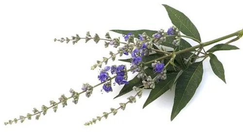 Vista 3 de Bayas de árbol casto, Vitex angus castus secas enteras 100% de la naturaleza (1 oz)