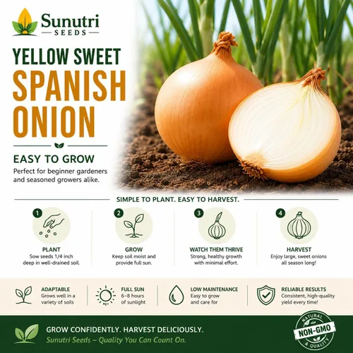 Vista 5 de Semillas de cebolla española dulce amarilla para plantar – Variedad de cebolla bulbante de día largo – Cebollas dulces suaves grandes para jardines