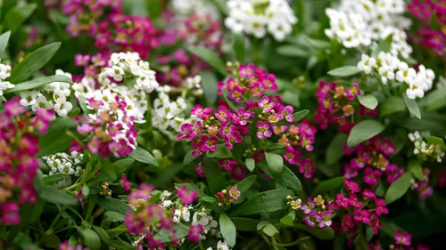 Vista 8 de TKE Farms & Gardens - Semillas de Alyssum para plantar, Alfombra Real, más de 1000 semillas de flores autóctonas sin OMG, perfectas para jardines