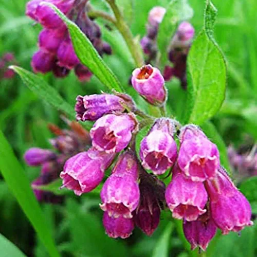 Vista 3 de 100 semillas de consuelda Symphytum Officinale - Semillas de consuelda perenne Symphytum Officinale sin OMG