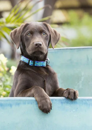 Vista 3 de LupinePet Originals - Collar ajustable de 1/2" Rain Song de 10-16" para perros pequeños