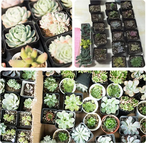 Vista 5 de Macetas de plástico para plantas, paquete de 100 macetas cuadradas para vivero de 2.2 pulgadas, resistentes y reutilizables, contenedor de inicio